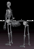 centaur's skeleton